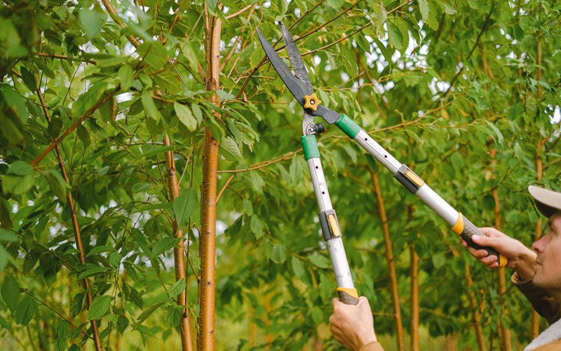 Tree trimming in Cherokee Village, AR